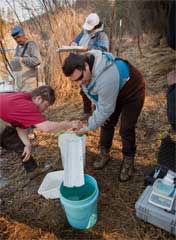 measuring infant Coho